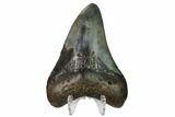 Bargain, Fossil Megalodon Tooth - North Carolina #152994-2
